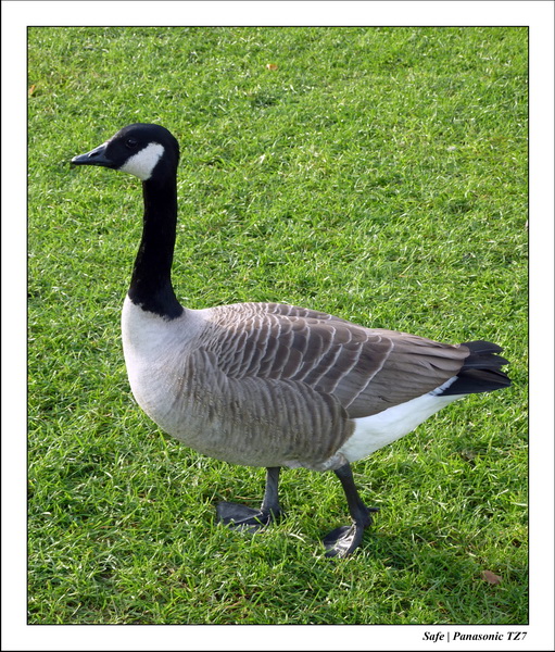 2010 - 10 - Stamford 21